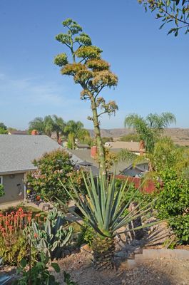 Giant Yucca