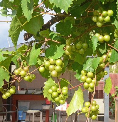 Scuppernong Muscadine Grapes almost ripe