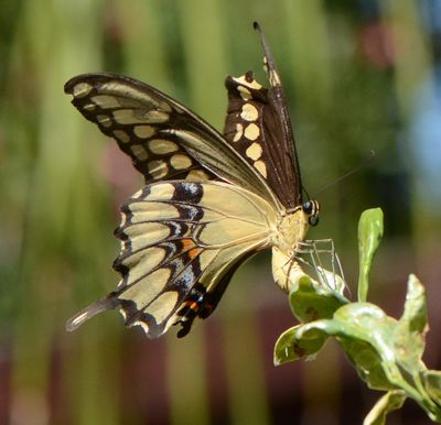 4170.1 Western Giant Swallowtail - Papilio rumiko