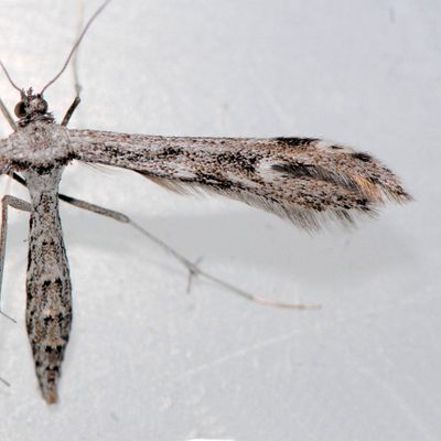 6186 Black-marked Plume -Hellinsia inquinatus 