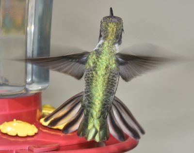San Diego County Hummingbirds