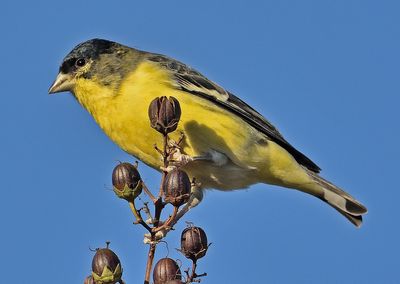 Santee and San Diego Birds