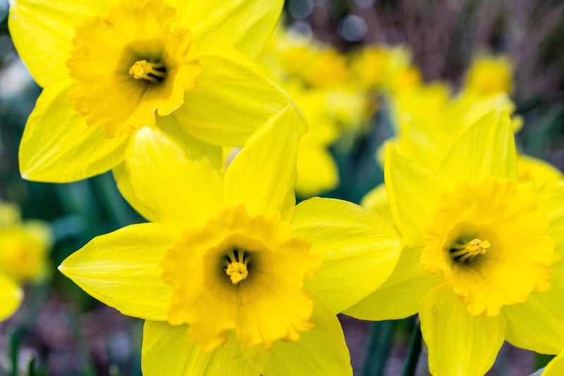 Delicate-Daffodils-Irish-Flowers-1024x683.jpg