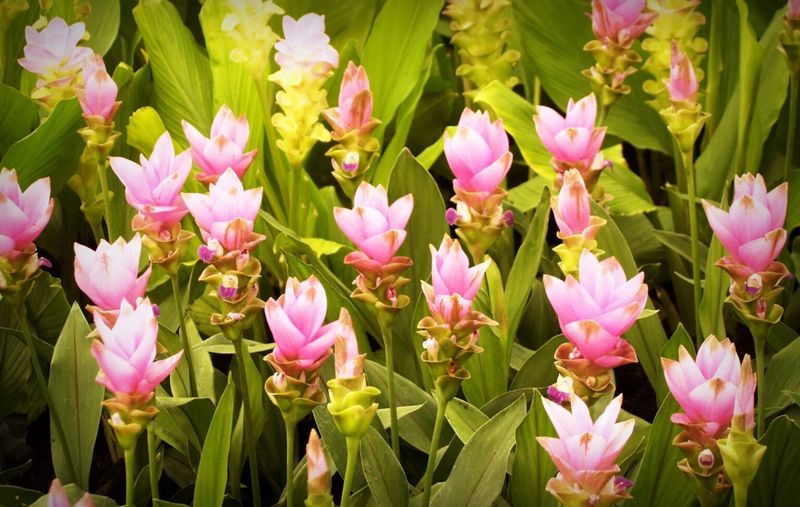 Irish-flowers-2-1536x973.jpg