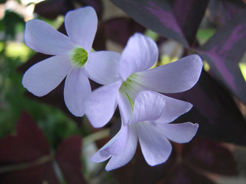 Shamrock-Flowers.jpg
