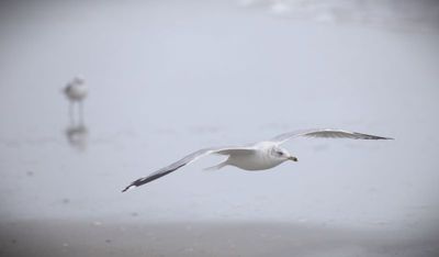 Ring-billed Gull at Myrtle Beach