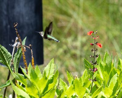 Hummingbird