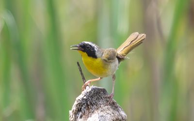 Common Yellowthroat