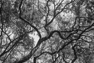 Angel Oak