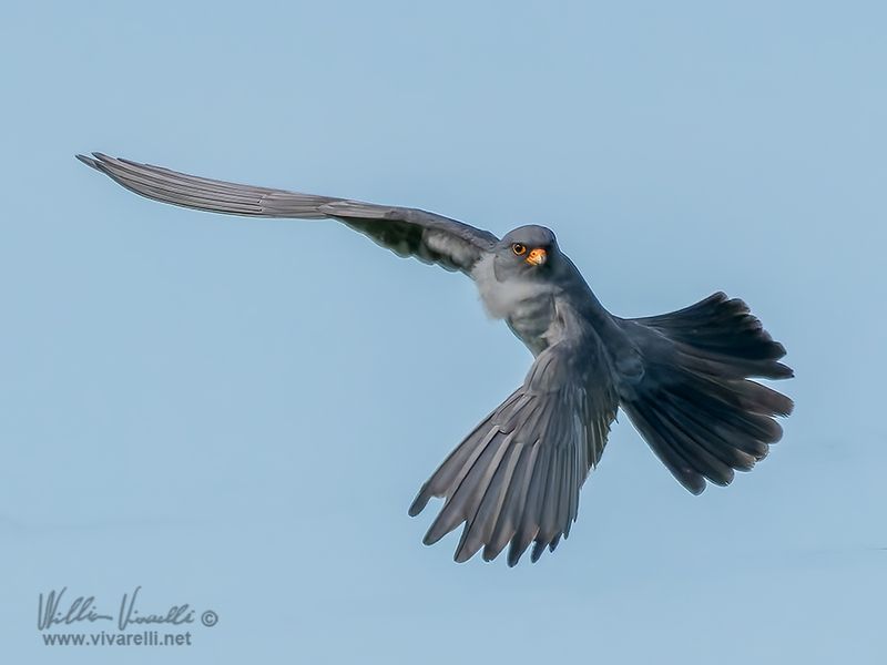 Falco cuculo (Falco vespertinus)