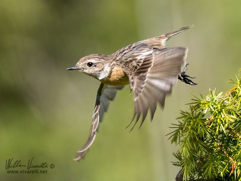 Saltimpalo (Saxicola torquatus)