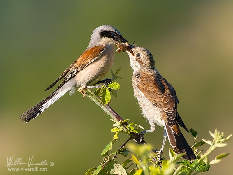 Averla piccola (Lanius collurio)