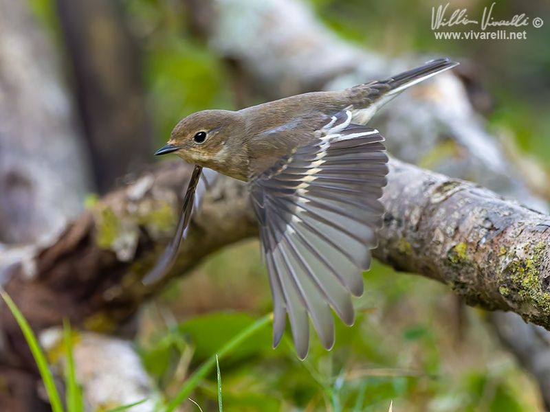 Balia nera (Ficedula hypoleuca)