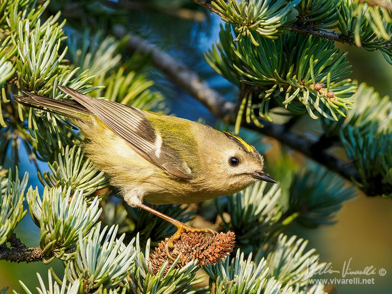 Regolo (Regulus regulus)