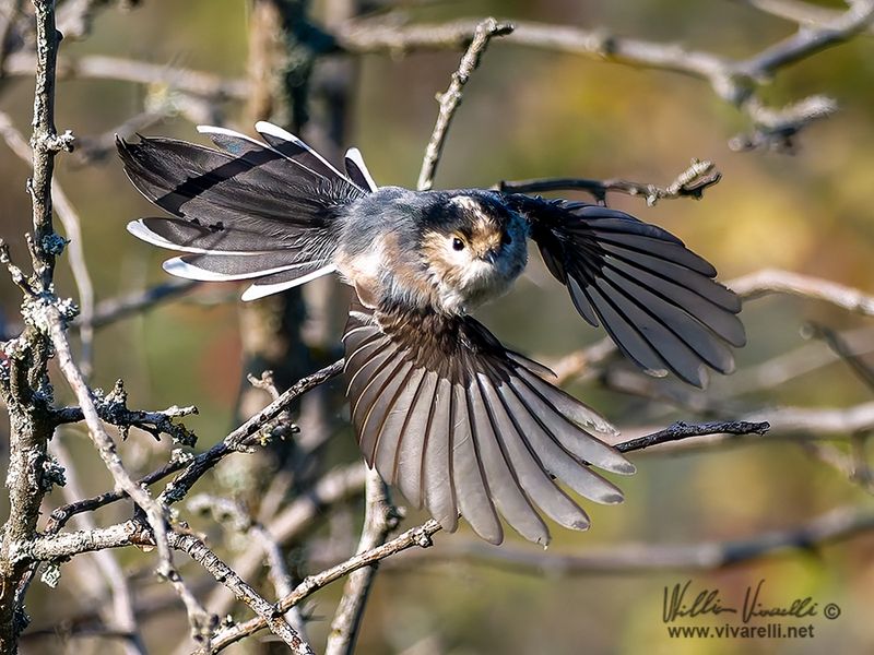 Codibugnolo (Aegithalos caudatus)