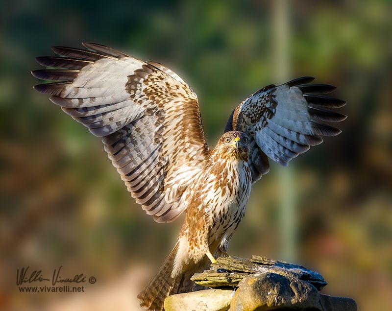 Poiana (Buteo buteo)