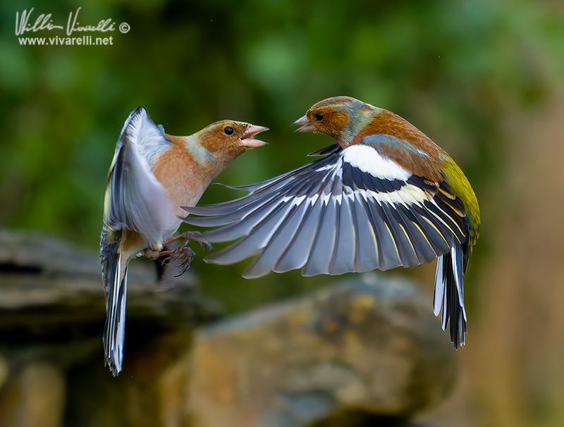 FRinguello (Fringilla coelebs(