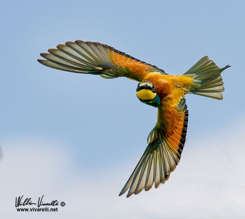 Gruccione (Merops apiaster)