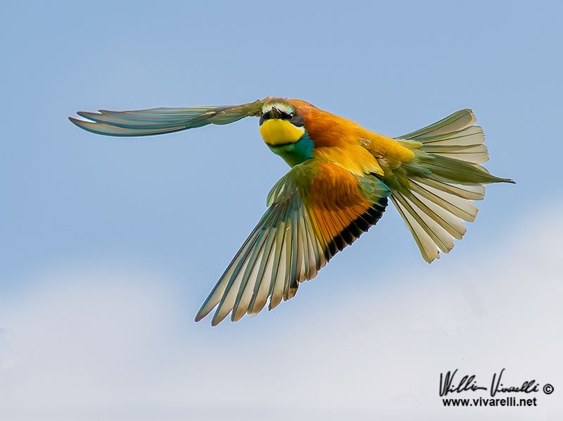 Gruccione (Merops apiaster)