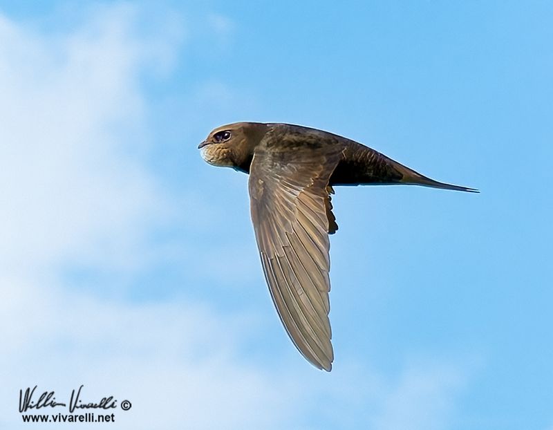 Rondone (Apus apus)