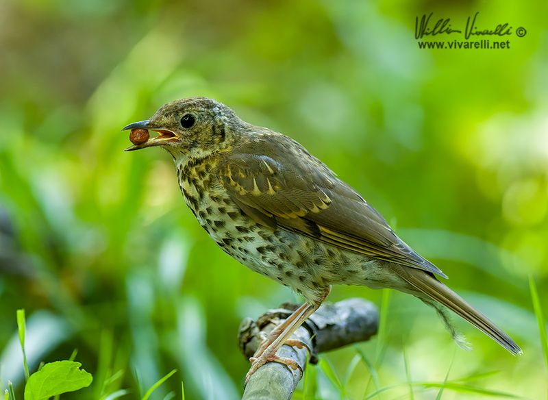 Tordo bottaccio (Turdus philomelos)