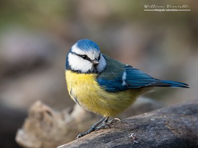 Cinciarella (Cyanistes caeruleus)