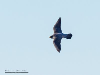 Falco pellegrino (Falco peregrinus)