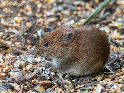 Arvicola rossastra (Clethrionomys glareolus)