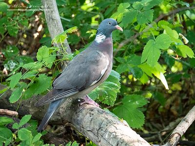 Colombaccio (Columba palumbus)