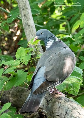 Colombaccio (Columba palumbus)