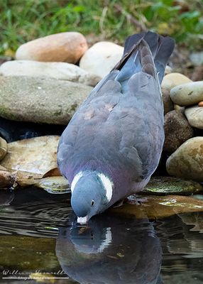 Colombaccio (Columba palumbus)