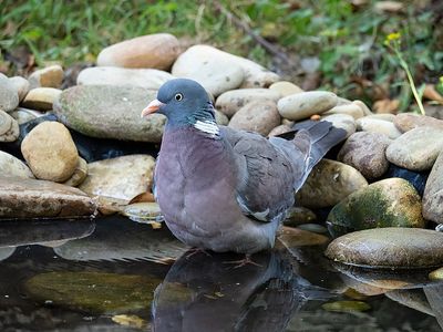 Colombaccio (Columba palumbus)