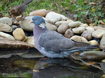 Colombaccio (Columba palumbus)