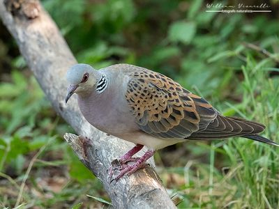 Tortora selvatica (Streptopelia turtur)