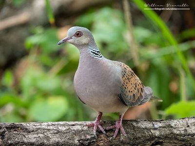 Tortora selvatica (Streptopelia turtur)