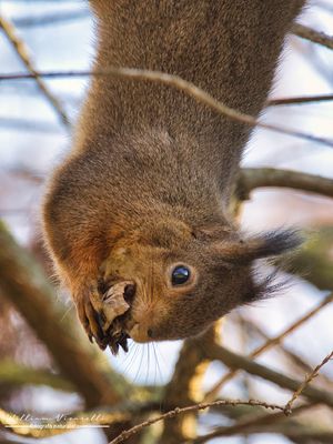 Scoiattolo (Sciurus vulgaris)