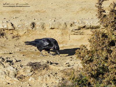Corvo imperiale (Corvus corax)