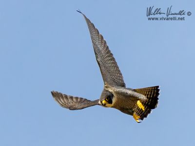 falco pellegrino (Falco peregrinus)