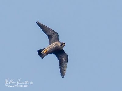 falco pellegrino (Falco peregrinus)