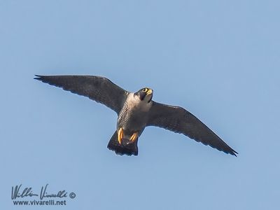 falco pellegrino (Falco peregrinus)