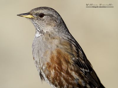 Sordone (Prunella collaris)