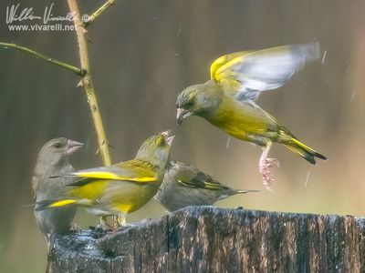 Verdone (Chloris chloris)