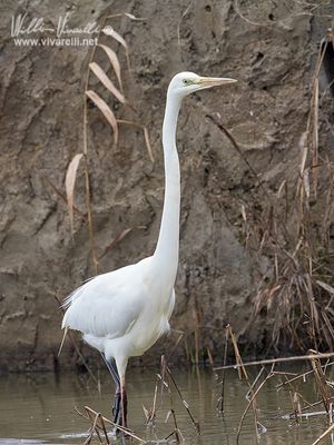 Airone bianco maggiore (Ardea alba)