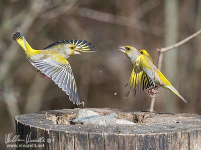 Verdone (Chloris chloris)