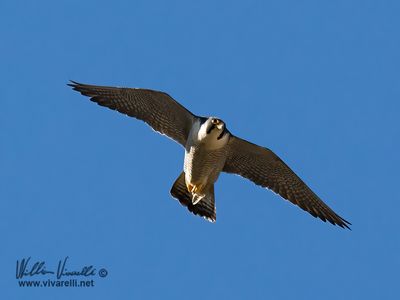 Falco pellegrino (Falco peregrinus)