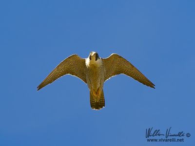 Falco pellegrino (Falco peregrinus)