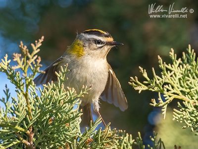 Fiorrancino (Regulus ignicapilla)