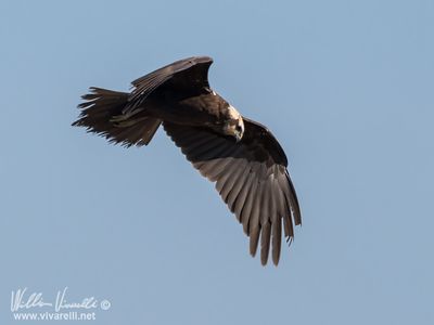 Falco di palude (Circus aeruginosus)