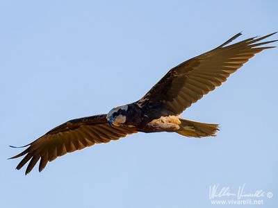 Falco di palude (Circus aeruginosus)