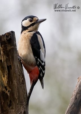 Picchio rosso maggiore (Dendrocopos major)